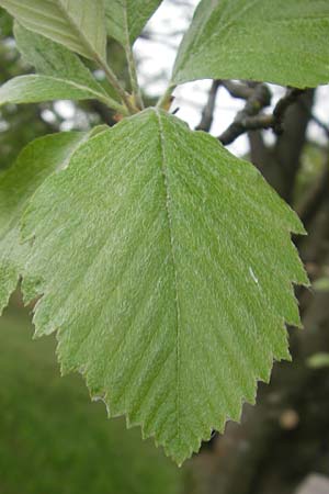 Sorbus fischeri \ Ries-Mehlbeere / Ries Whitebeam, D Harburg in Schwaben 6.5.2012