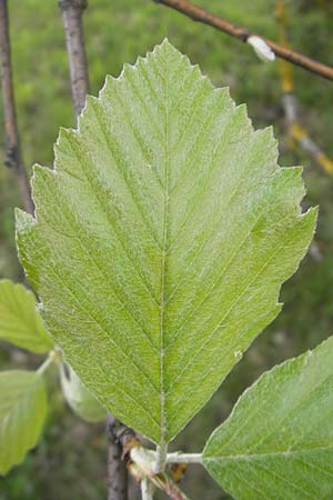 Sorbus fischeri \ Ries-Mehlbeere / Ries Whitebeam, D Harburg in Schwaben 6.5.2012