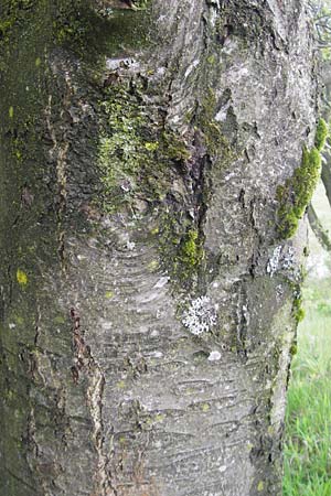 Sorbus fischeri \ Ries-Mehlbeere / Ries Whitebeam, D Harburg in Schwaben 6.5.2012