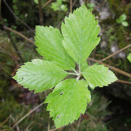 Sorbus franconica \ Frnkische Mehlbeere / Franconian Whitebeam, D Franken/Franconia Leutenbach 7.5.2012