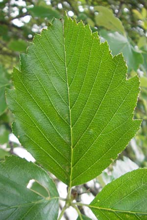 Sorbus fischeri \ Ries-Mehlbeere / Ries Whitebeam, D Harburg in Schwaben 9.6.2012