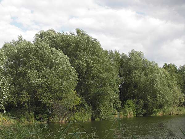 Salix fragilis \ Bruch-Weide / Crack Willow, D Thüringen, Niederdorla 11.8.2013