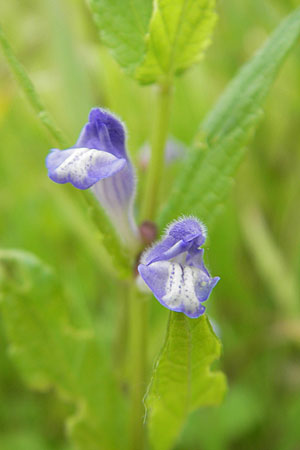 Scutellaria galericulata \ Sumpf-Helmkraut, Kappen-Helmkraut, D Groß-Gerau 20.6.2009