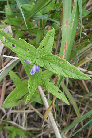 Scutellaria galericulata \ Sumpf-Helmkraut, Kappen-Helmkraut / Skullcap, D Groß-Gerau 20.6.2009