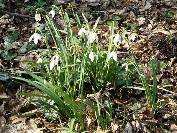 Galanthus nivalis / Snowdrop, D Mannheim-Pfingstberg 5.3.2011