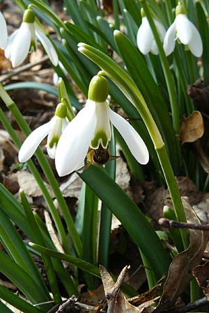 Galanthus nivalis \ Echtes Schneeglckchen / Snowdrop, D Mannheim-Pfingstberg 5.3.2011