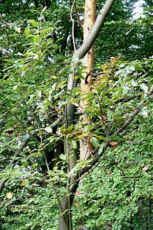 Sorbus gauckleri \ Gaucklers Mehlbeere, D Franken Happurg 6.8.2011