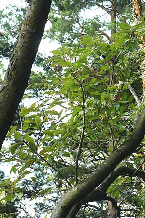 Sorbus gauckleri \ Gaucklers Mehlbeere / Gauckler's Whitebeam, D Franken/Franconia Happurg 6.8.2011