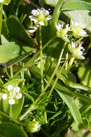 Sagina saginoides \ Alpen-Mastkraut / Alpine Pearlwort, D Immenstadt 21.6.2011