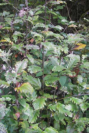 Sorbus gauckleri \ Gaucklers Mehlbeere, D Franken Happurg 6.8.2011