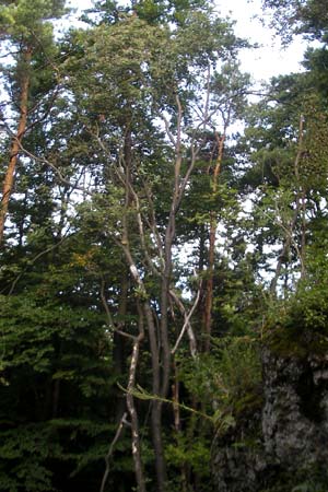 Sorbus gauckleri \ Gaucklers Mehlbeere, D Franken Happurg 6.8.2011