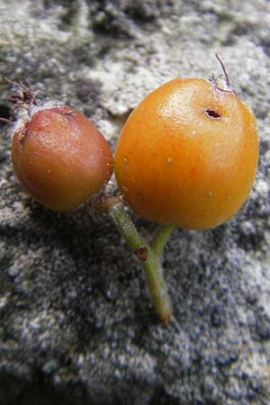 Sorbus gauckleri / Gauckler's Whitebeam, D Franconia Happurg 6.8.2011