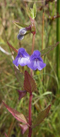 Scutellaria galericulata \ Sumpf-Helmkraut, Kappen-Helmkraut, D Kehl 28.7.2012