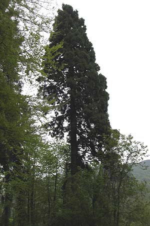 Sequoiadendron giganteum / Giant Sequoia, Giant Redwood, D Weinheim an der Bergstraße 1.5.2013