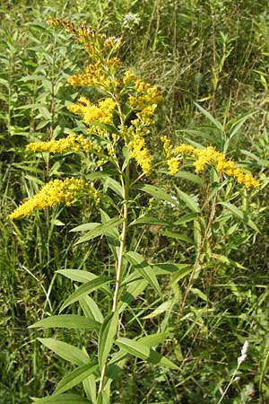 Solidago gigantea \ Spte Goldrute / Giant Goldenrod, D Ketsch 15.8.2013