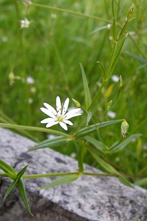 Stellaria graminea \ Gras-Sternmiere / Lesser Stitchwort, D Zwiesel 8.6.2014