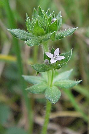 Sherardia arvensis / Field Madder, D Pfalz, Landau 8.5.2006