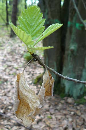 Sorbus heilingensis \ Heilinger Mehlbeere, D Thüringen, Kleinbucha 8.5.2013