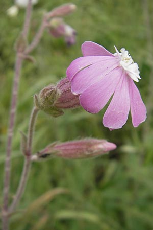 Silene x hampeana \ Lichtnelke-Hybride / Hybrid Campion, D Mannheim 29.9.2010