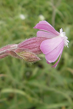 Silene x hampeana \ Lichtnelke-Hybride / Hybrid Campion, D Mannheim 29.9.2010