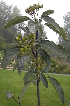 Sorbus hoppeana \ Hoppes Mehlbeere / Hoppe's Whitebeam, D Botan. Gar.  Universit.  Regensburg 5.8.2011