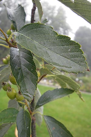 Sorbus hoppeana \ Hoppes Mehlbeere / Hoppe's Whitebeam, D Botan. Gar.  Universit.  Regensburg 5.8.2011