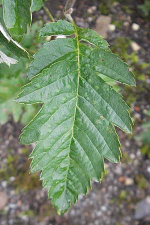 Sorbus hohenesteri \ Hohenesters Mehlbeere, D Botan. Gar.  Universit.  Regensburg 5.8.2011