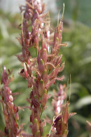 Sorghum halepense \ Aleppo-Mohrenhirse / Johnson Grass, D Mannheim 25.9.2011