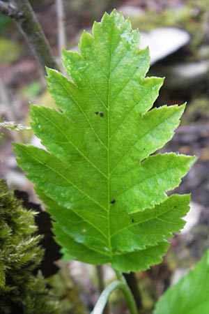 Sorbus hohenesteri / Hohenester's Whitebeam, D Franconia Leutenbach 7.5.2012