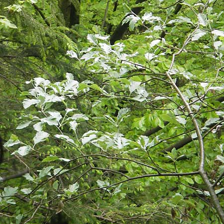 Sorbus pseudothuringiaca \ Hersbrucker Mehlbeere / Hersbruck Whitebeam, D Franken/Franconia Weismain 7.5.2012