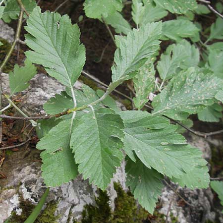 Sorbus pseudothuringiaca \ Hersbrucker Mehlbeere / Hersbruck Whitebeam, D Franken/Franconia Weismain 7.5.2012