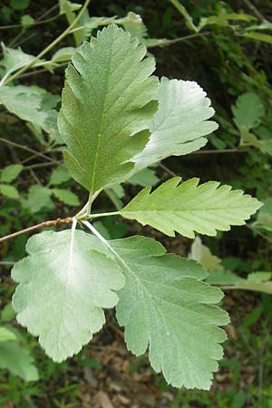 Sorbus harziana \ Harzsche Mehlbeere / Harz' Whitebeam, D Franken/Franconia Weismain 18.5.2012