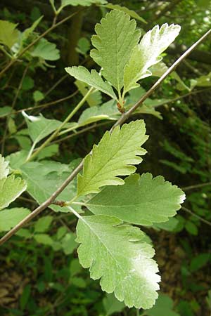 Sorbus harziana \ Harzsche Mehlbeere / Harz' Whitebeam, D Franken/Franconia Weismain 18.5.2012