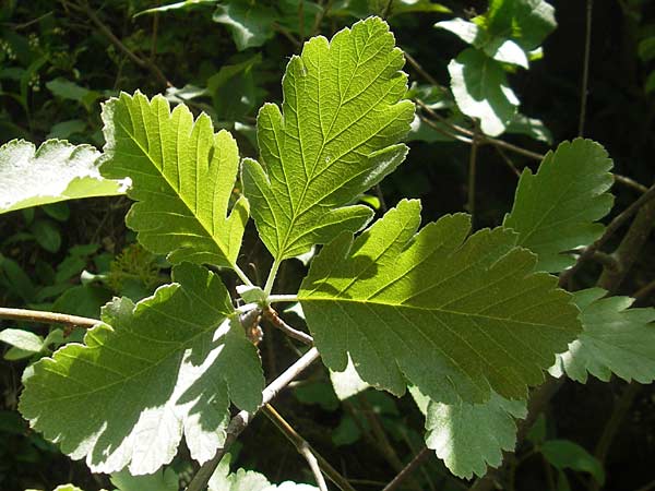 Sorbus harziana \ Harzsche Mehlbeere / Harz' Whitebeam, D Franken/Franconia Weismain 18.5.2012