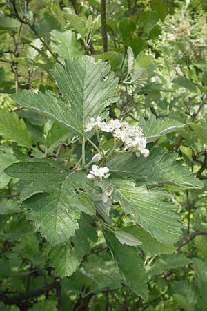 Sorbus harziana \ Harzsche Mehlbeere / Harz' Whitebeam, D Franken/Franconia Weismain 18.5.2012