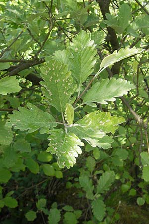 Sorbus harziana \ Harzsche Mehlbeere / Harz' Whitebeam, D Franken/Franconia Weismain 18.5.2012