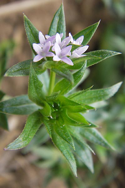 Sherardia arvensis \ Ackerrte / Field Madder, D Wiesloch 11.9.2012