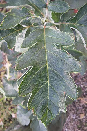 Sorbus x pinnatifida \ Bastard-Eberesche / Hybrid Whitebeam, D Mannheim 16.9.2012