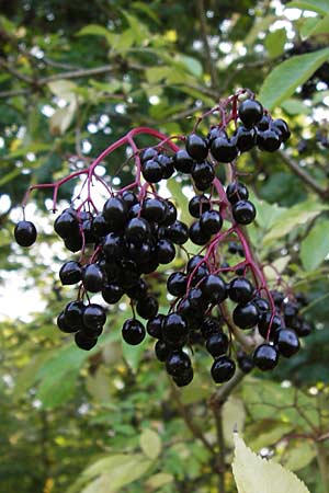 Sambucus nigra \ Schwarzer Holunder / Elder, D Büttelborn 22.9.2012