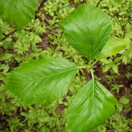 Sorbus herbipolitana \ Wrzburger Mehlbeere / Wuerzburg Whitebeam, D Güntersleben 4.5.2013