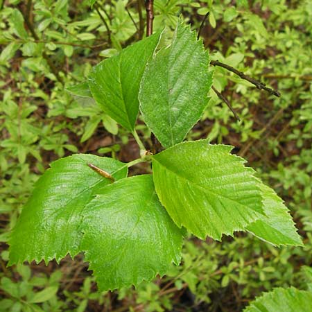 Sorbus herbipolitana \ Wrzburger Mehlbeere / Wuerzburg Whitebeam, D Güntersleben 4.5.2013