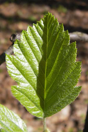 Sorbus heilingensis \ Heilinger Mehlbeere, D Thüringen, Kleinbucha 8.5.2013