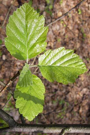 Sorbus heilingensis \ Heilinger Mehlbeere / Heilingen Whitebeam, D Thüringen, Kleinbucha 8.5.2013