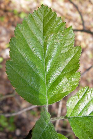 Sorbus heilingensis \ Heilinger Mehlbeere, D Thüringen, Kleinbucha 8.5.2013