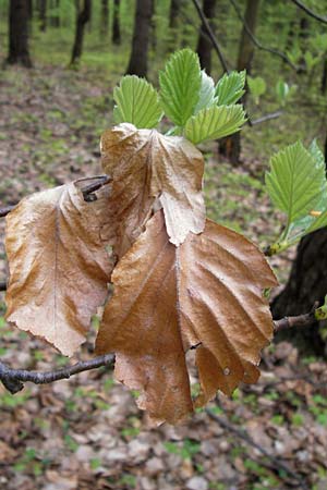 Sorbus heilingensis \ Heilinger Mehlbeere, D Thüringen, Kleinbucha 8.5.2013