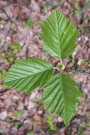 Sorbus heilingensis \ Heilinger Mehlbeere, D Thüringen, Kleinbucha 8.5.2013