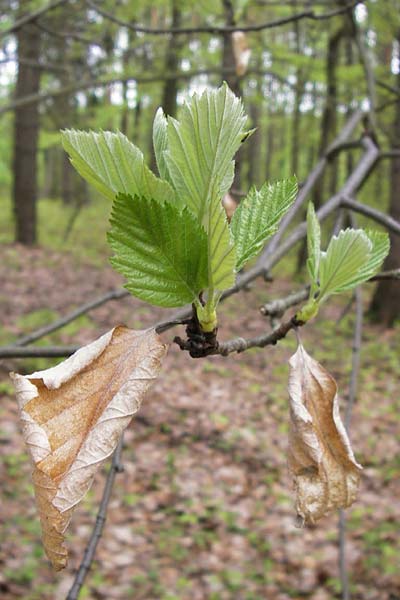 Sorbus heilingensis \ Heilinger Mehlbeere, D Thüringen, Kleinbucha 8.5.2013