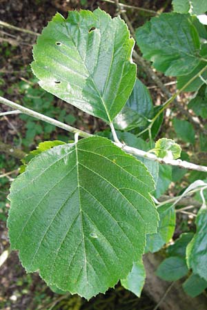 Sorbus hoppeana \ Hoppes Mehlbeere / Hoppe's Whitebeam, D Kallmünz 12.6.2014