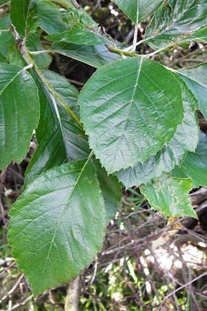 Sorbus hoppeana \ Hoppes Mehlbeere / Hoppe's Whitebeam, D Kallmünz 12.6.2014