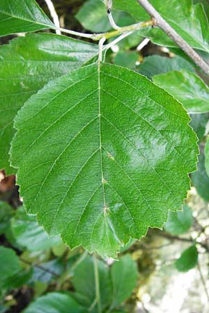 Sorbus hoppeana \ Hoppes Mehlbeere / Hoppe's Whitebeam, D Kallmünz 12.6.2014